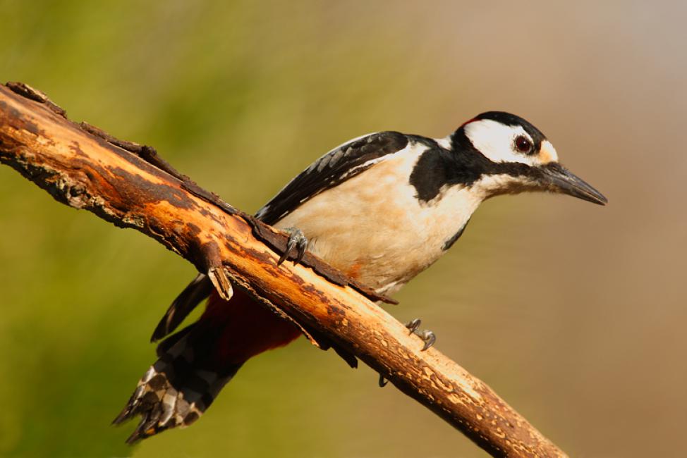 El pájaro loco